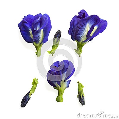 Collections of beautiful blue Butterfly pea with young bud, known as bluebell vine or Asian pigeon wings, isolated on white Stock Photo