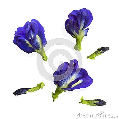 Collections of Blue pea, known as bluebell vine or butterfly pea and cordofan, isolated on white background dicut with clipping Stock Photo