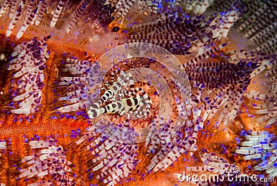 Coleman shrimp, fire sea urchin in Ambon, Maluku, Indonesia underwater photo Stock Photo