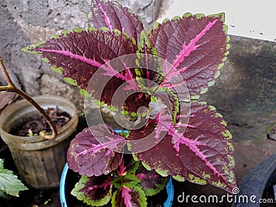 coleus atropurpureus beautifull plant Stock Photo