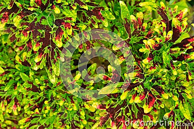 Coleus background Stock Photo