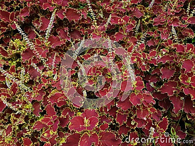 Coleus Chocolate Covered Cherry Leaves Has Beautiful Red and Green Colors With Violet On The Flowers Stock Photo