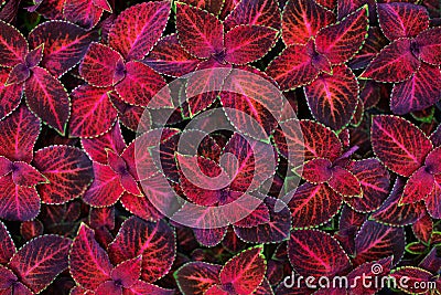 Coleus dark pink and black leaves decorative background close up, painted nettle flowering plant, bright red and green foliage Stock Photo