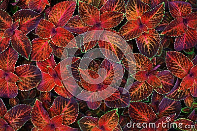 Coleus dark red, pink, black and green leaves decorative background close up, painted nettle plant, exotic orange foliage texture Stock Photo