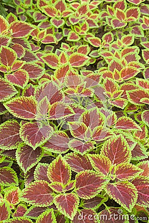 Coleus leaves (Painted nettle,Flame nettle ) Stock Photo