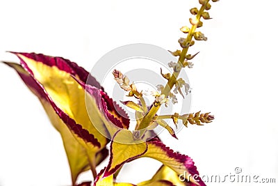 Coleus, ornamental plant in a closeup Stock Photo