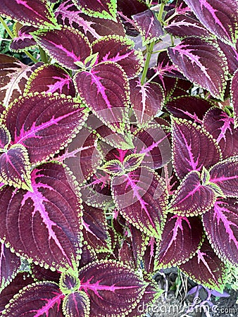 coleus ornamental plant Stock Photo