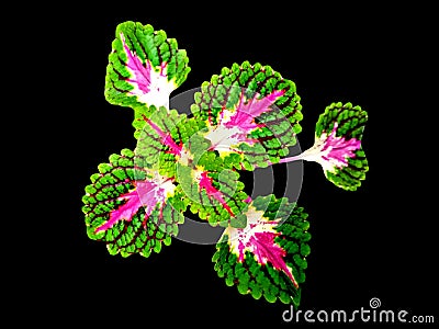 Coleus Ornamental Plants Plant with black background Stock Photo