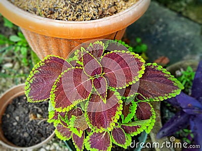 Coleus ornamental plants planted in the yard Stock Photo
