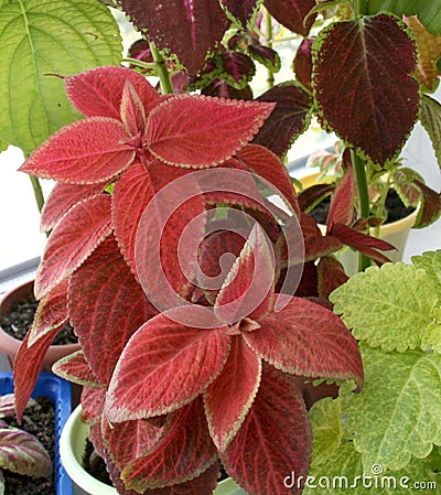 Coleus plant. A mixture of colors. Colorful leaves. Wizard Coral Sunrise. Sunrise Coleus. Assortment of potted house plants. Burgu Stock Photo