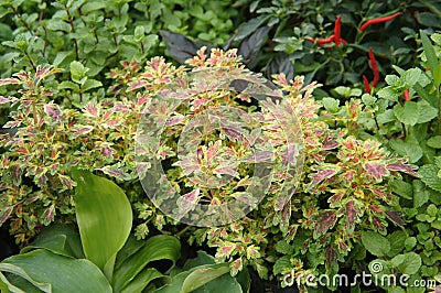 Coleus plant or scientific name is Solenostemon Stock Photo