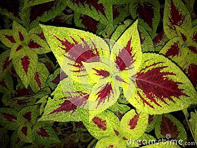 Coleus Plectranthus scutellarioides plants in the park Stock Photo