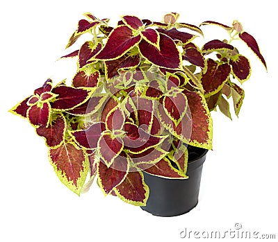 Coleus in a pot Stock Photo