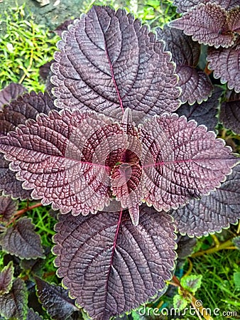 Coleus scutellarioides has potential as a medicinal plant. Metabolites used as drugs generally accumulate in secretory structures Stock Photo