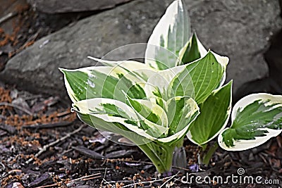 Coleus, Variegated green leaves, Central Arkansas Stock Photo