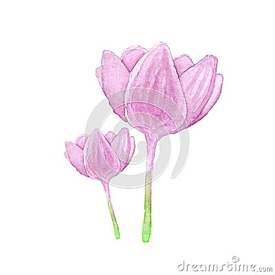 Colhicum flower, watercolor Stock Photo