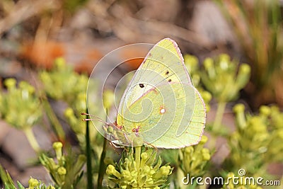 Colias chlorocoma butterfly , butterflies of Iran Stock Photo