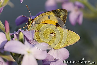 Colias crocea, Dark Clouded Yellow, Common Clouded Yellow Stock Photo