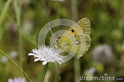 Colias crocea, Dark Clouded Yellow, Common Clouded Yellow, european butterfly from Corsica, France Stock Photo