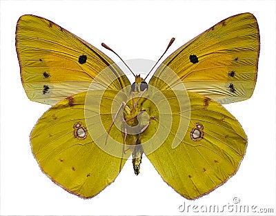 Isolated Colias butterfly and seen below Stock Photo