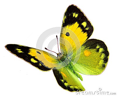 Colias croceus in flight Stock Photo