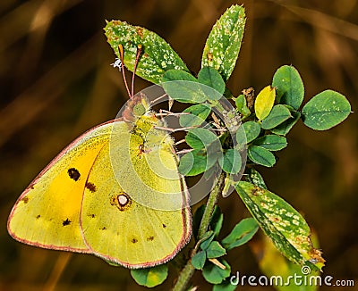 Colias hyale, the pale clouded yellow, is a butterfly of the family Pieridae Stock Photo