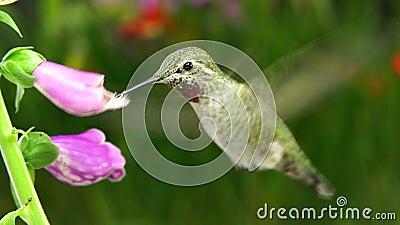 Colibrí y hormiga en dos dedaleras Colibrí y hormiga en dos dedaleras