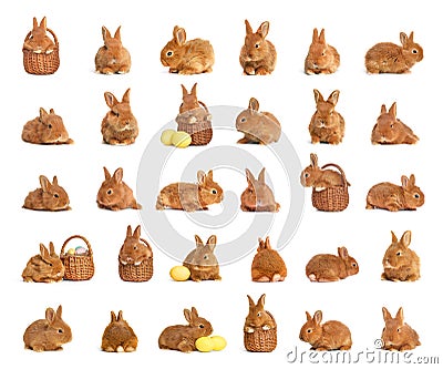 Collage with adorable fluffy Easter bunnies on background Stock Photo