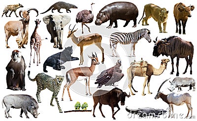 Collage with African mammals and birds Stock Photo