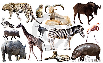 Collage with African mammals and birds Stock Photo