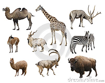 A collage of animals mammals artiodactyla Stock Photo