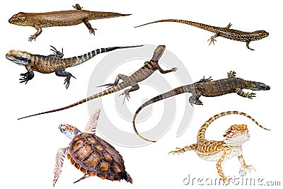 Australian reptiles Stock Photo