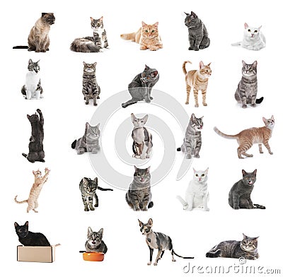 Collage of beautiful cats on background. Lovely pet Stock Photo