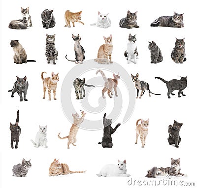 Collage of beautiful cats on background. Lovely pet Stock Photo