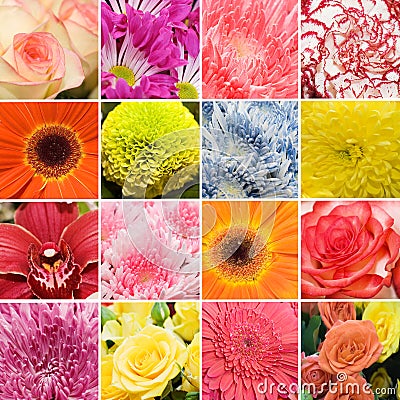 Collage from beautiful fresh colours Stock Photo