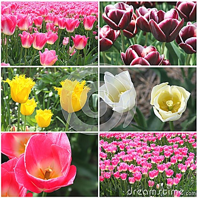 Collage of picturesque Dutch tulips from Amsterdam, Netherlands Stock Photo