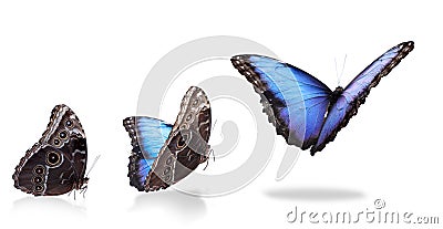 Collage with blue morpho butterfly flying up on white background. Banner design Stock Photo