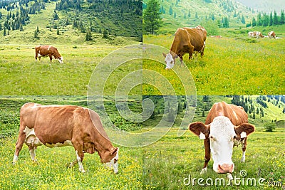 Collage with bovines at grass, having lunch, four photos Stock Photo