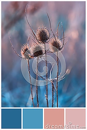 Collage for collection combination winter light and dark blue color palette Stock Photo