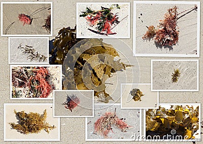 Collage of colorful seaweed kelp washed up on Hutt's Beach Western Australia. Stock Photo