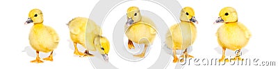 Collage of cute yellow ducklings isolated on a white background. Panorama of newborn baby ducks, can be used as banner. Stock Photo