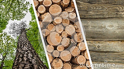 Collage Of Deforestation And Wooden Logs - Forest, Trunks Of Trees Cut And Stacked Stock Photo