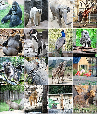 Collage of different animals Stock Photo