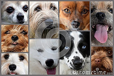 Collage of different dog faces Stock Photo