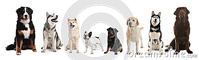 Collage with different dogs on background. Banner design Stock Photo