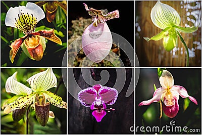 Collage from different pictures of Orchid Paphiopedilum flowers Stock Photo