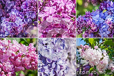 Collage from different pictures of varietal lilac. Stock Photo