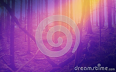 Collage fantasy forest photo background Stock Photo