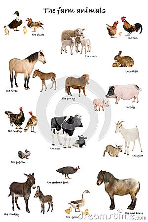 Collage of farm animals in English in front of whi Stock Photo