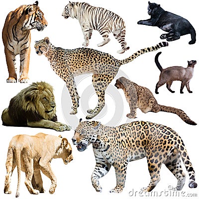 Collage with feline wild mammals on a white background Stock Photo